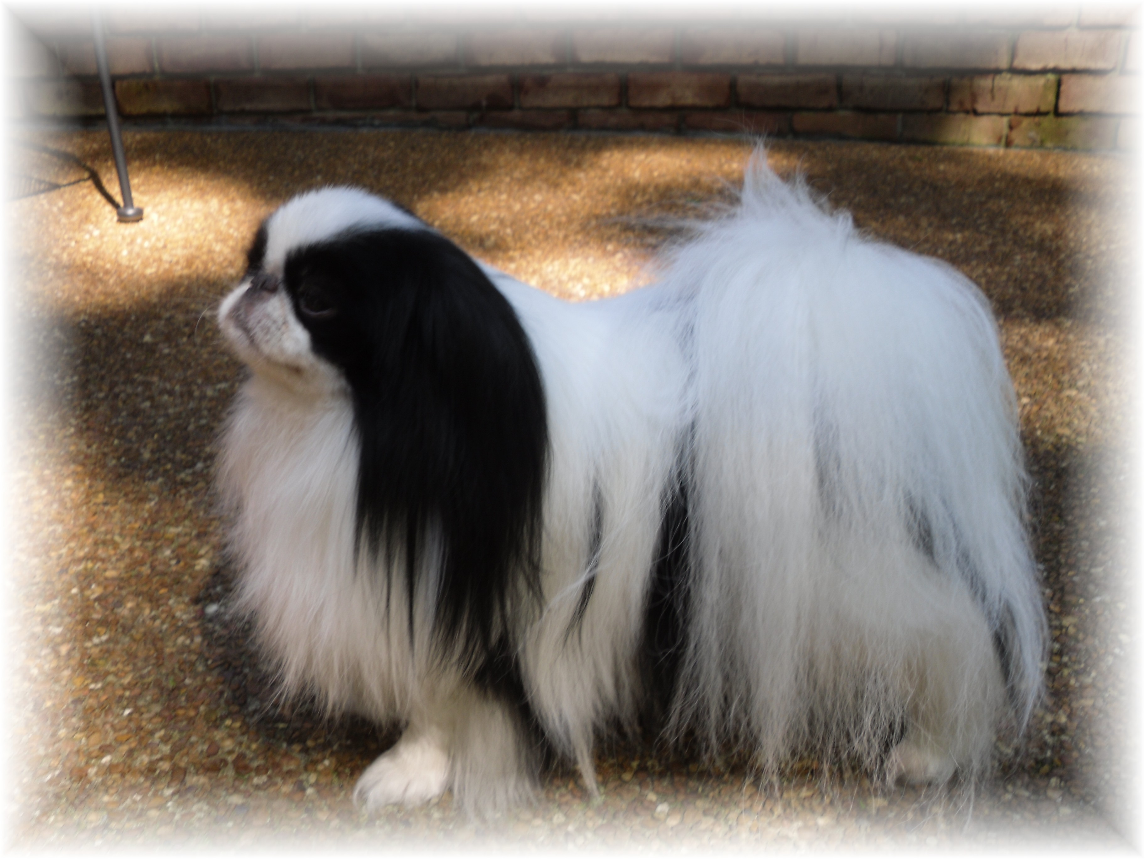 Zuki 3 years old Zuki 3 years old